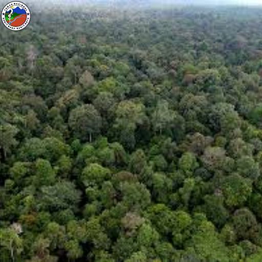 TAMAN NASIONAL TESSO NILO​